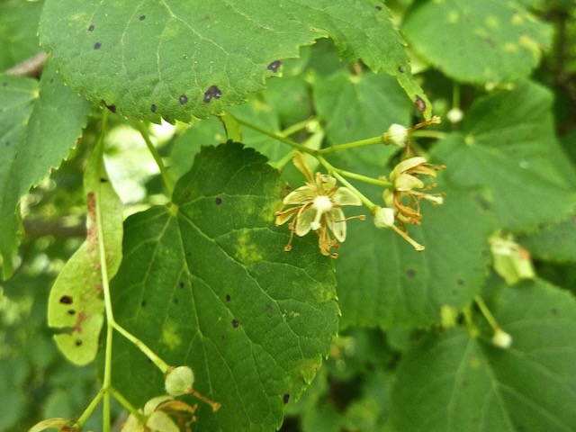 Tilioideae